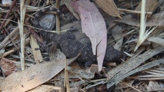 Tarentola mauritanica