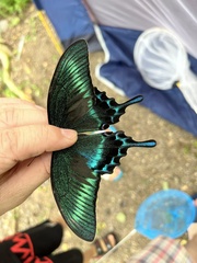 Papilio maackii