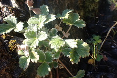 Potentilla villosa