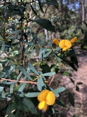 Pultenaea flexilis