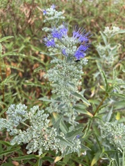 Caryopteris × clandonensis