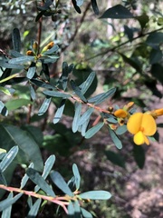 Pultenaea flexilis