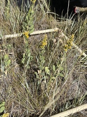 Solidago mollis