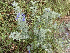 Caryopteris × clandonensis