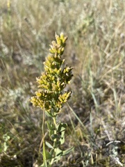 Solidago mollis