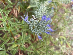 Caryopteris × clandonensis