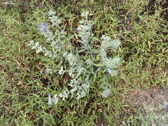 Caryopteris × clandonensis