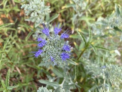 Caryopteris × clandonensis
