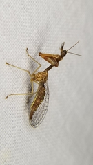 Leptomantispa pulchella