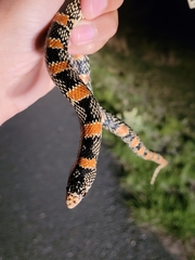 Rhinocheilus lecontei