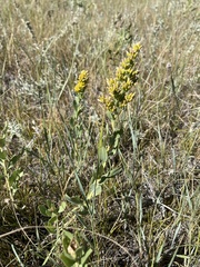 Solidago mollis
