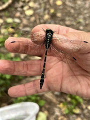 Gomphidae