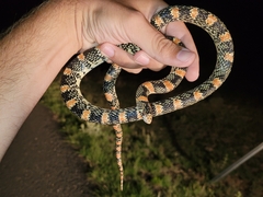 Rhinocheilus lecontei