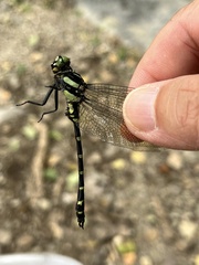 Gomphidae