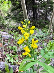 Thermopsis montana