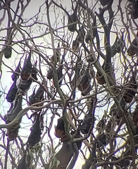 Pteropus poliocephalus