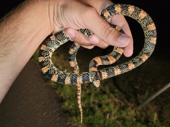 Rhinocheilus lecontei