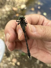 Gomphidae