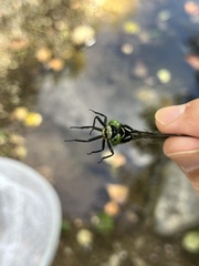 Gomphidae