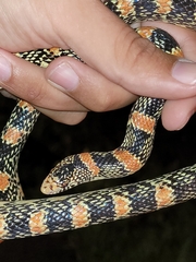 Rhinocheilus lecontei