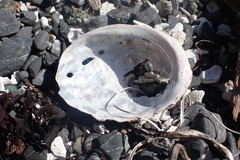 Haliotis kamtschatkana