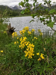 Thermopsis montana