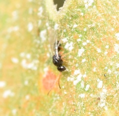 Cynipoidea