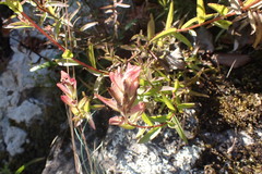 Castilleja miniata