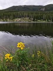 Thermopsis montana