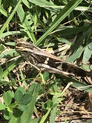 Gastrimargus marmoratus