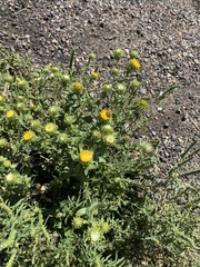 Grindelia inornata