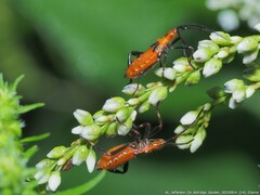 Leptoglossus phyllopus