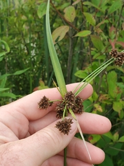 Scirpus atrovirens