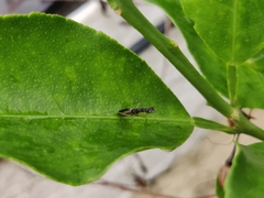 Odontomantis planiceps