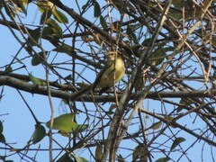 Phyllomyias virescens