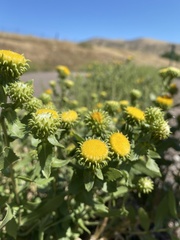 Grindelia inornata