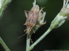 Harmostes fraterculus