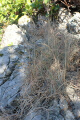 Festuca rubra