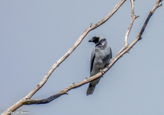 Coracina novaehollandiae