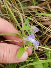 Scutellaria galericulata