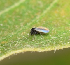 Chironomoidea