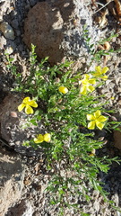 Crocanthemum glomeratum