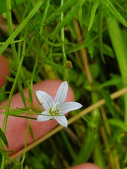 Campanula aparinoides