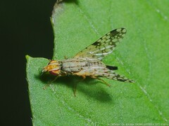 Dioxyna picciola