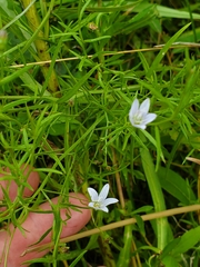 Campanula aparinoides