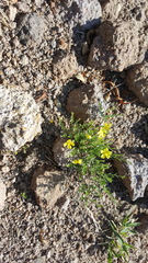 Crocanthemum glomeratum