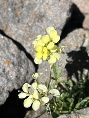 Erysimum