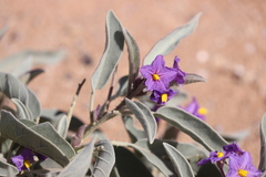 Solanum quadriloculatum