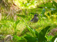 Colluricincla harmonica