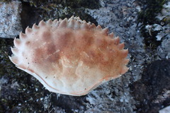 Romaleon antennarium